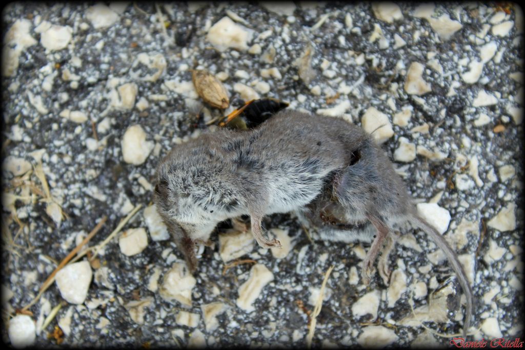 Cadavere di Soricidae: Crocidura cfr. suaveolens